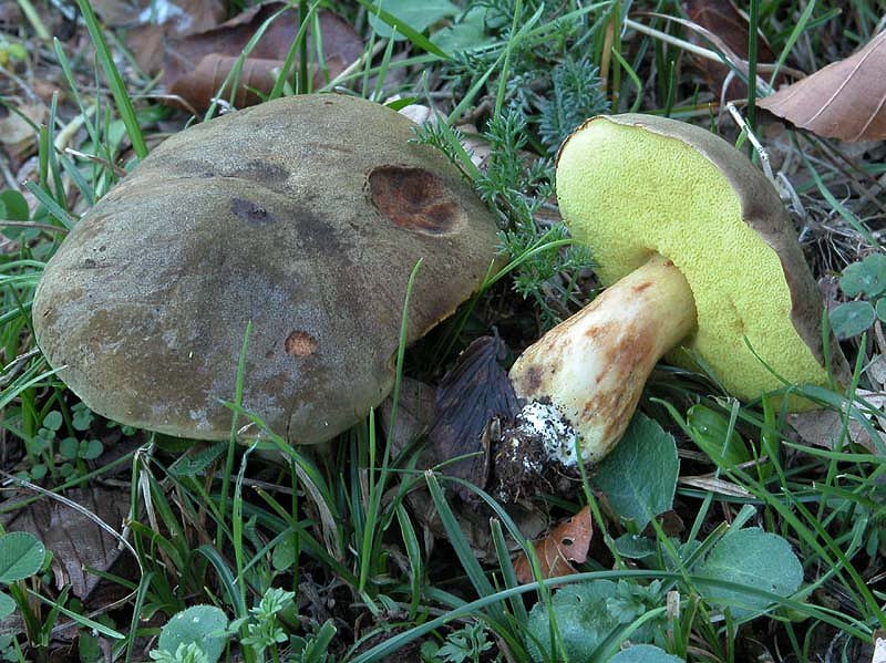 Xerocomus d.d.